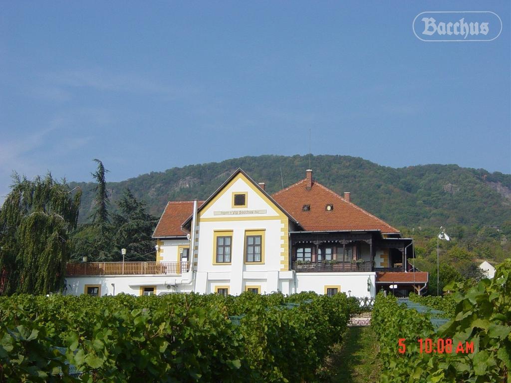 Bacchus Apartman - Borbarlang, Badacsony Badacsonytomaj Bagian luar foto